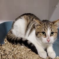 MARC (réservé), chat à adopter