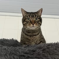 GRIBOUILLE, chat à adopter