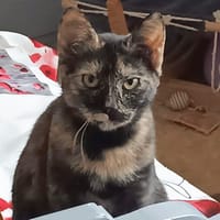 ARIELLE, chatte à adopter