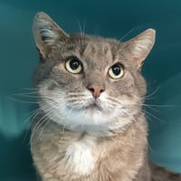 Grosgris, chat à adopter