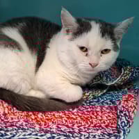 Lutin, chat à adopter