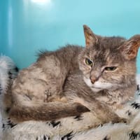 GRIBOUILLE, chatte à adopter