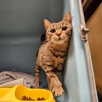 HOLLY, chatte à adopter