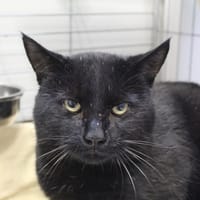 AOUT, chat à adopter