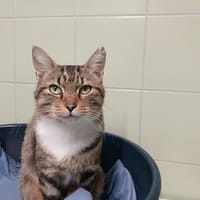 MANIA, chatte à adopter