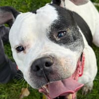 Kafrine, chienne à adopter