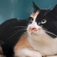 Hattori, chatte à adopter