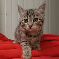 MINI, chatte à adopter