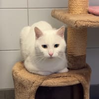 FLOCON, chatte à adopter