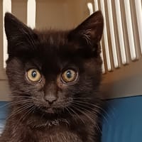 TWEEDLEDUM, chat à adopter