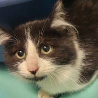 Potatoes, chatte à adopter