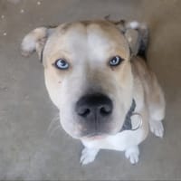 Fanfan, chien à adopter