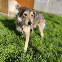 Velcro, chien à adopter