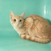 ZIP QCT, chat à adopter