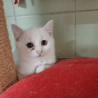 TSUKI, chatte à adopter
