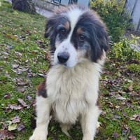 Réva CAA14410, chienne à adopter