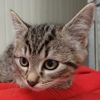MO, chatte à adopter
