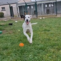 TANIA, chienne à adopter