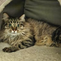 Angie, chatte à adopter