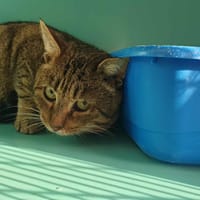 BANG QCT, chat à adopter