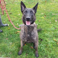 Nounours, chien à adopter