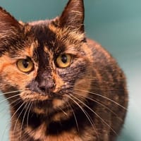 Romy, chatte à adopter