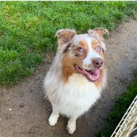 Maiko, chien à adopter