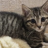 SPRITZ (réservé), chat à adopter