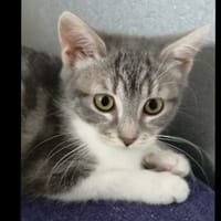 Misaki [Chaton], chatte à adopter