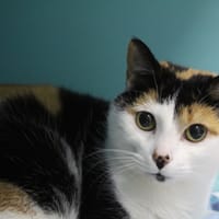 aolya, chatte à adopter