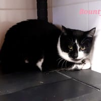 Bounty, chatte à adopter