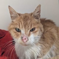 Hope, chat à adopter