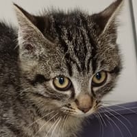 TWEEDLEDEE, chat à adopter