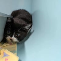 maitica, chatte à adopter