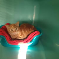 ZAP QCT, chat à adopter