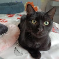 ARROW, chat à adopter