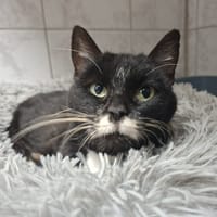 swile, chatte à adopter