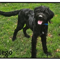 DIEGO, chien à adopter