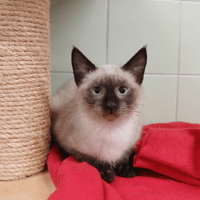 MARCUS, chat à adopter