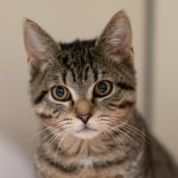 Zenith, chat à adopter