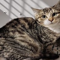 GEMINI (réservé), chat à adopter