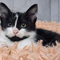 MOUSTACHE, chat à adopter