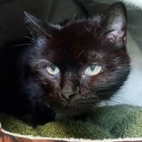 TITOUNE QCT, chatte à adopter