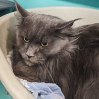 SIEMBA, chatte à adopter