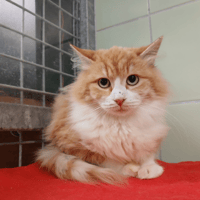 FLUFFY, chatte à adopter