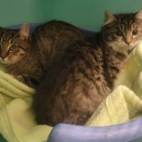 Burger, chat à adopter