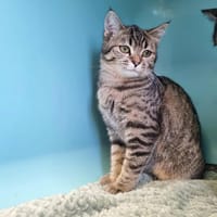 AQUALI, chatte à adopter