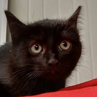 MAÏNI, chat à adopter