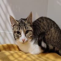 CASSIS (réservée), chatte à adopter