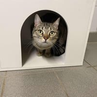 KITTY, chatte à adopter